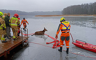 Strażacy uratowali jelenia. Załamał się pod nim lód